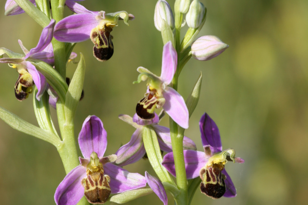 Ophrys abeille (Ophrys apifera) © Nicolas Macaire